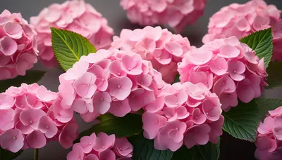 Vibrant Pink Hydrangea Flower Clusters In Full Bloom