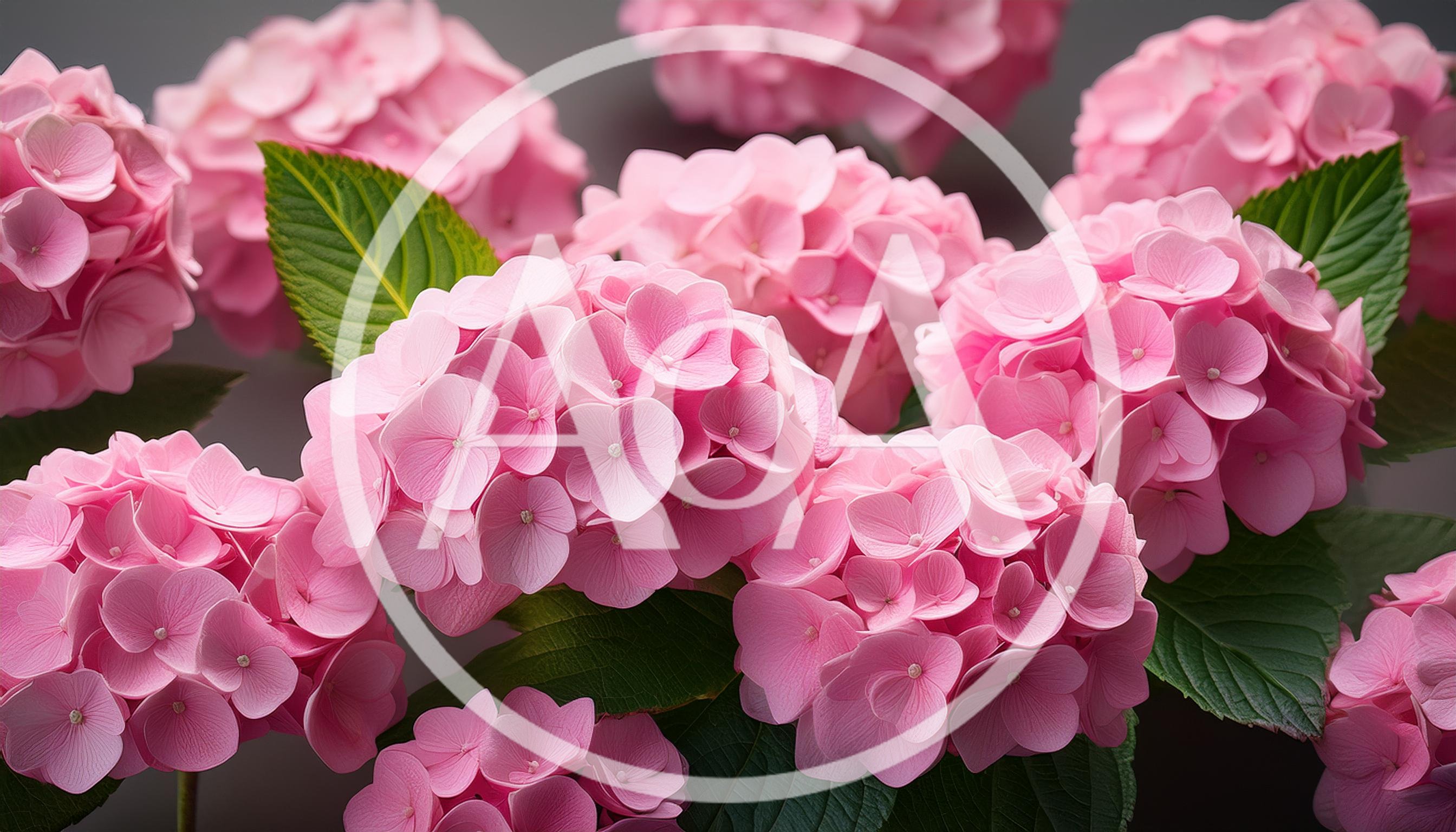 Vibrant Pink Hydrangea Flower Clusters In Full Bloom