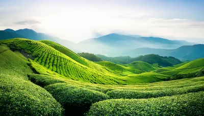 Lush Green Tea Plantation Hills In Munnar