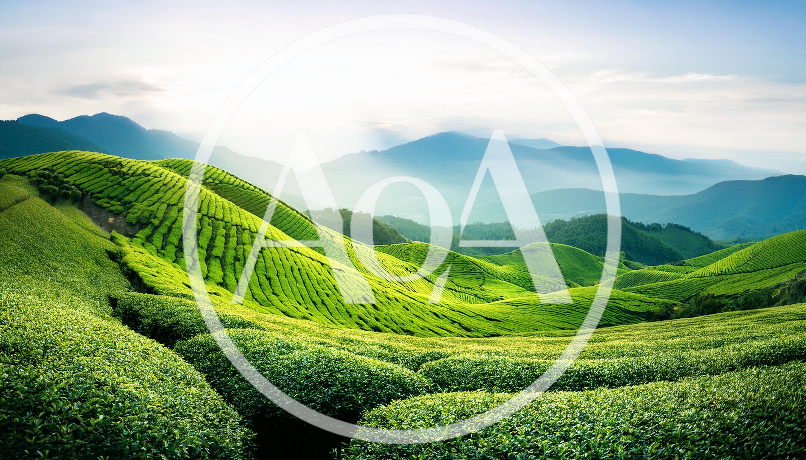 Lush Green Tea Plantation Hills In Munnar