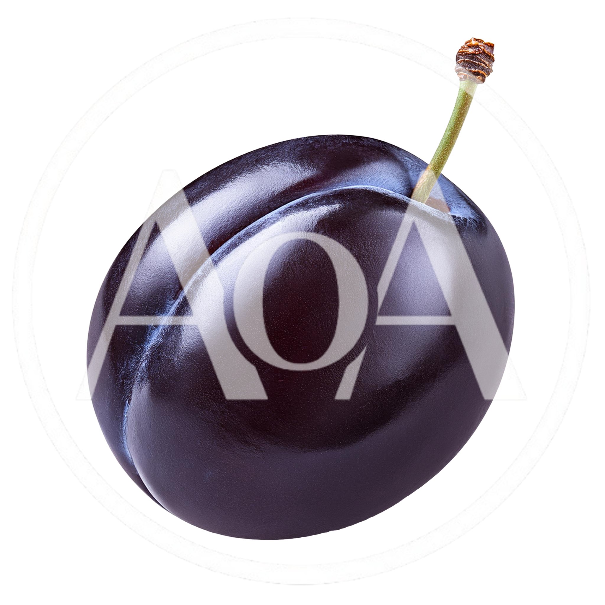 Single Fresh Ripe Purple Plum With Stem
