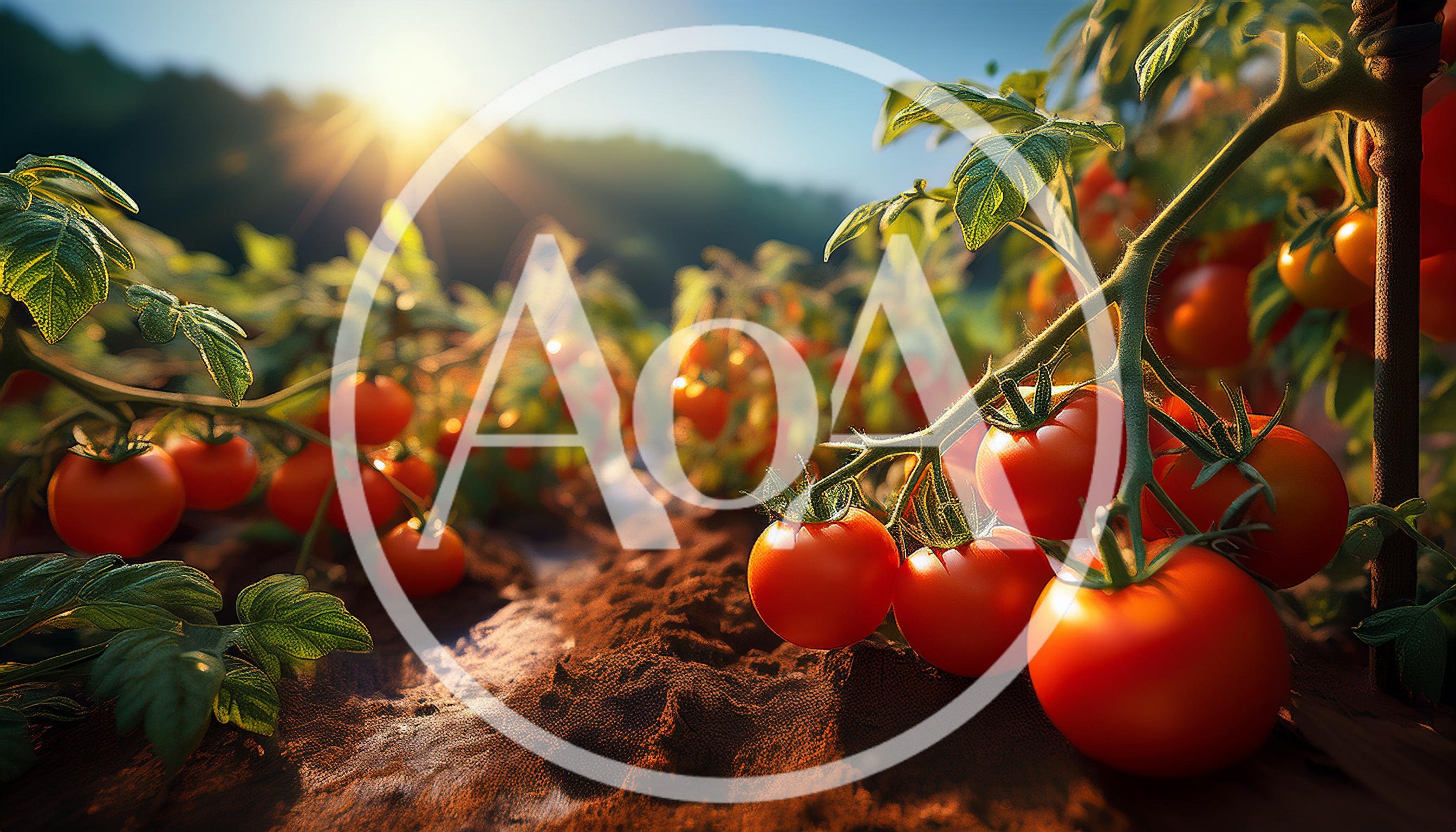 Fresh Red Tomatoes Growing On Vines In Sunny Field