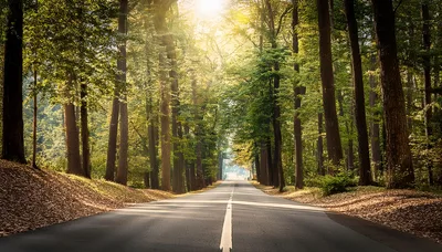 Empty Asphalt Road Through A Sunlit Forest