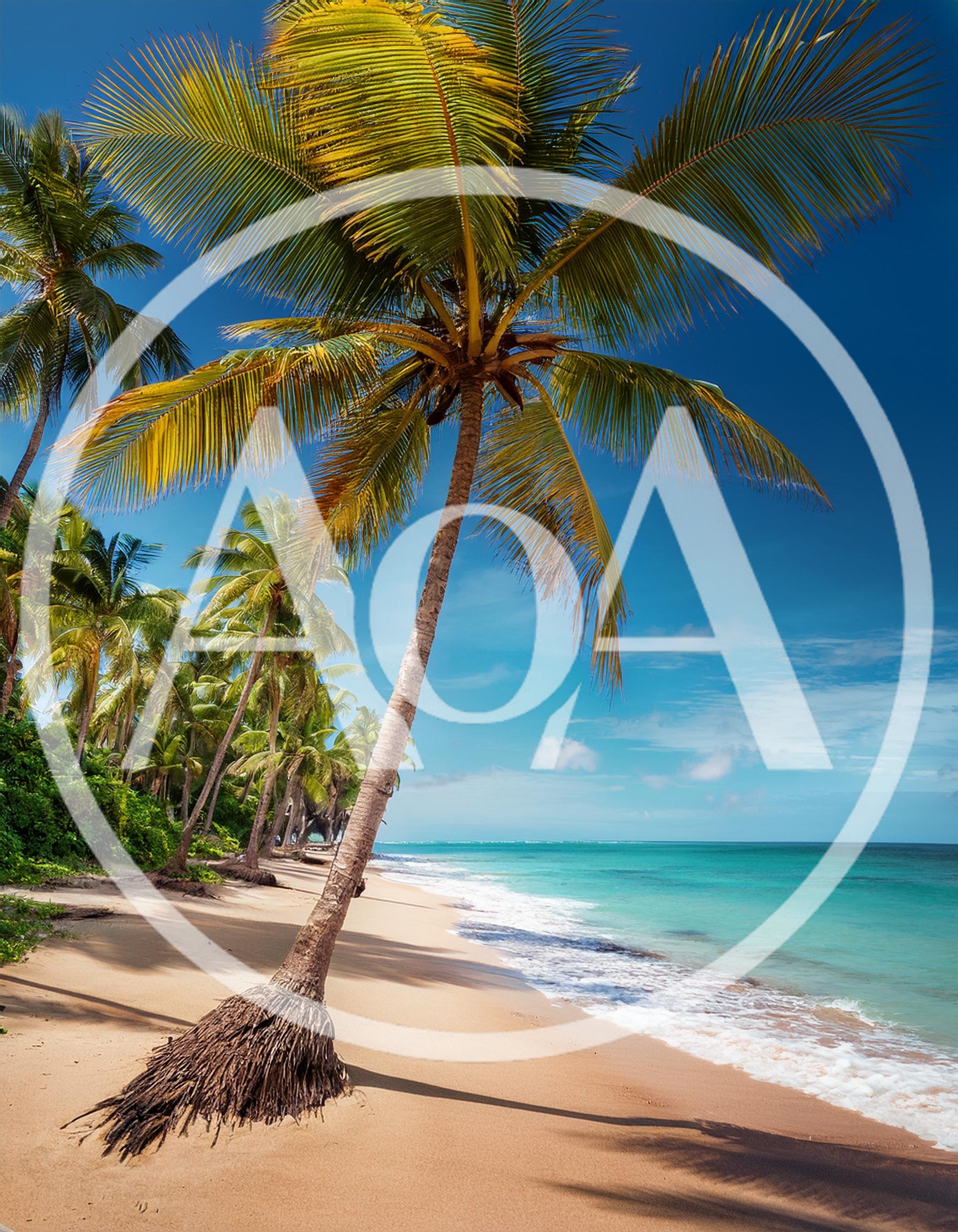 Leaning Palm Tree on a Tropical Sandy Beach