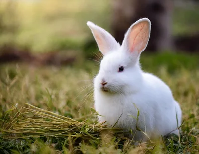 White Rabbit Sitting In A Grassy Field