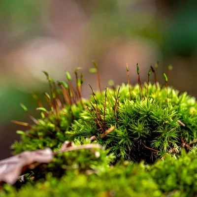 Macro Shot Of Green Moss With Sporophytes