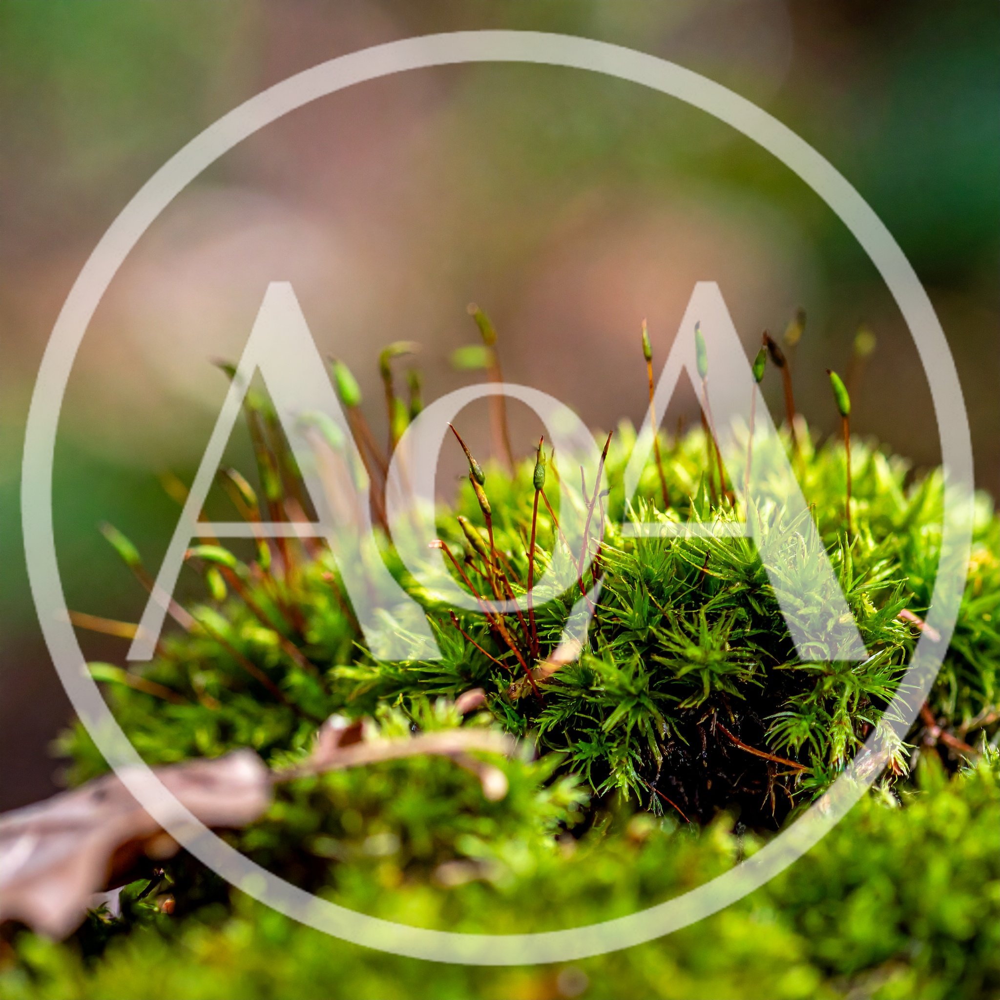 Macro Shot Of Green Moss With Sporophytes