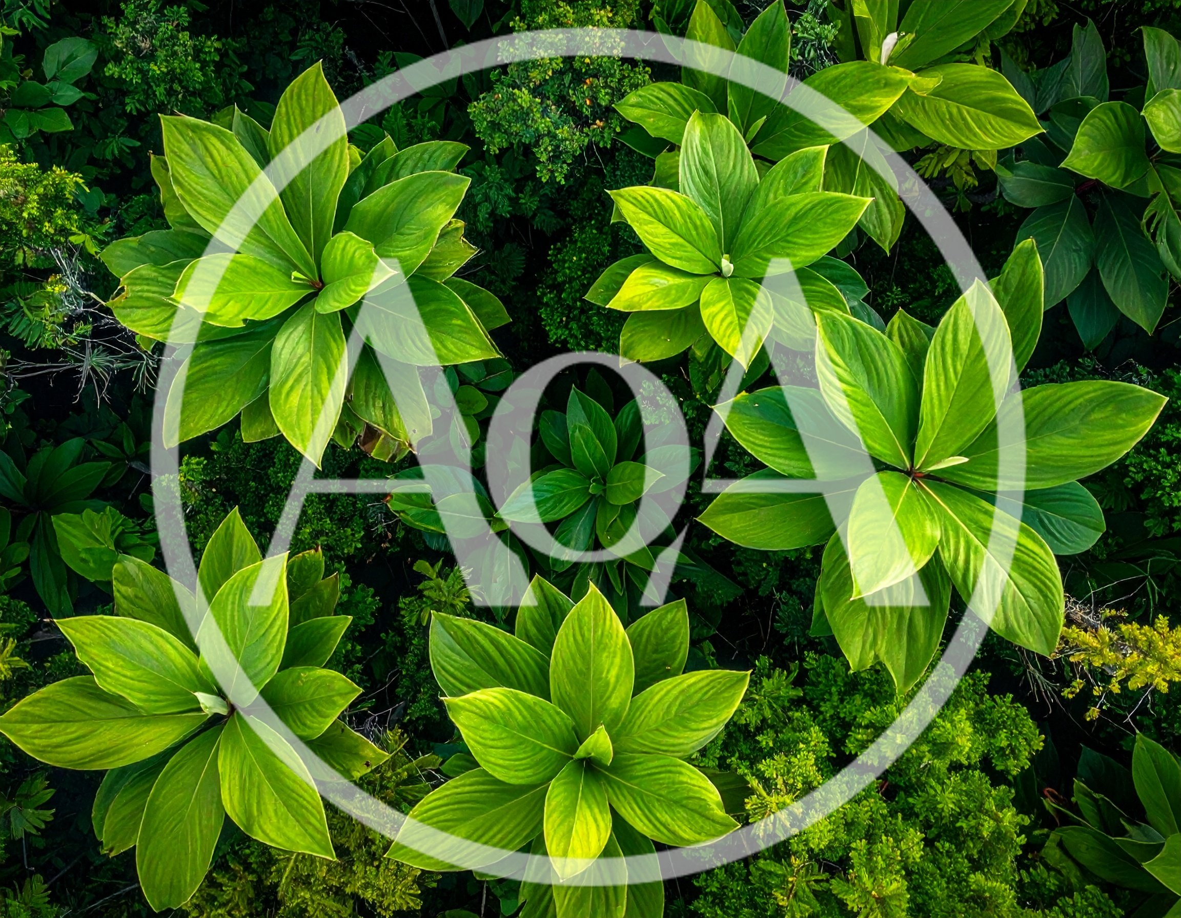 Top Down View Of Lush Green Tropical Plants