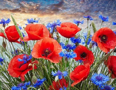 Vibrant Red Poppies And Blue Cornflowers In Summer Field