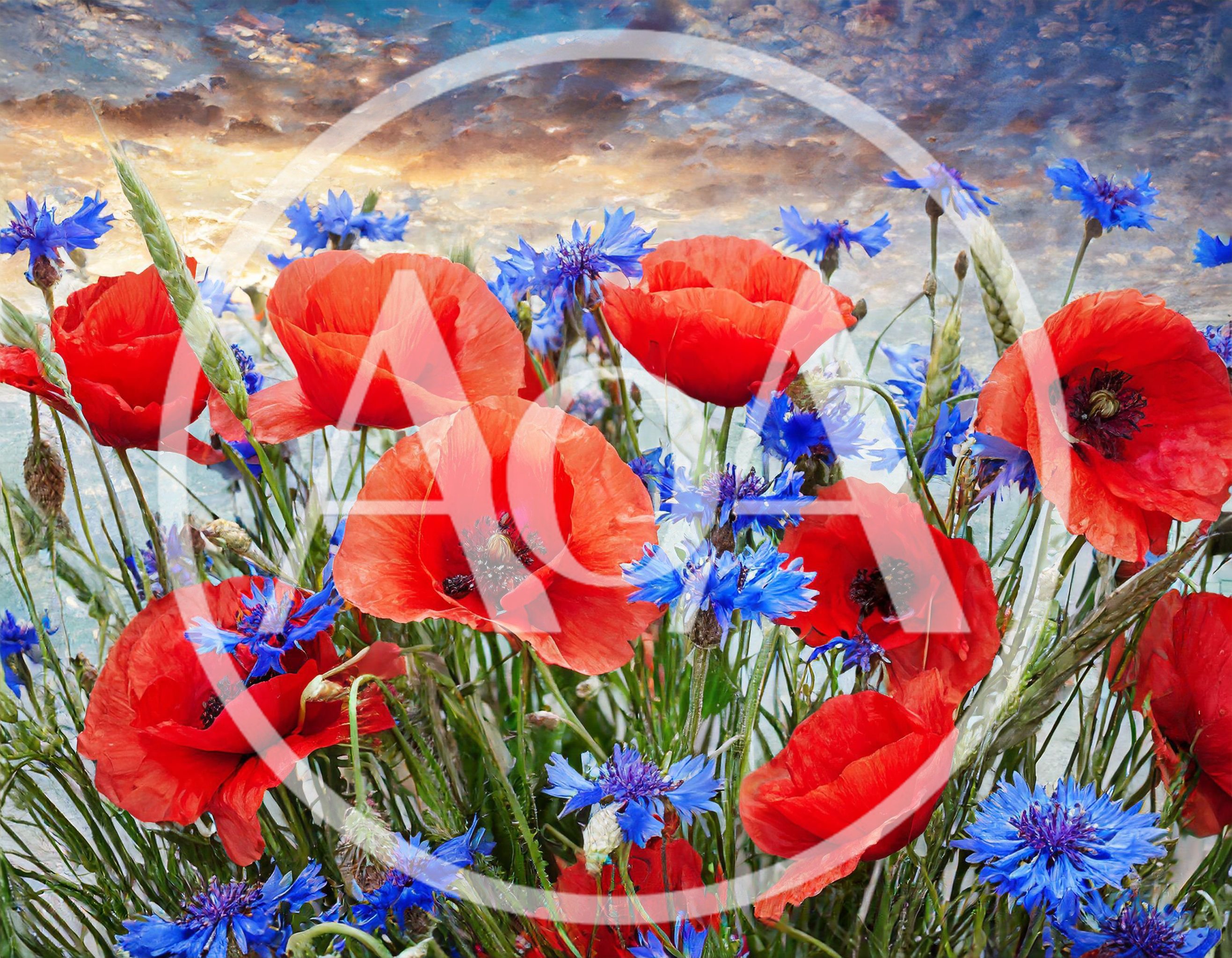 Vibrant Red Poppies And Blue Cornflowers In Summer Field