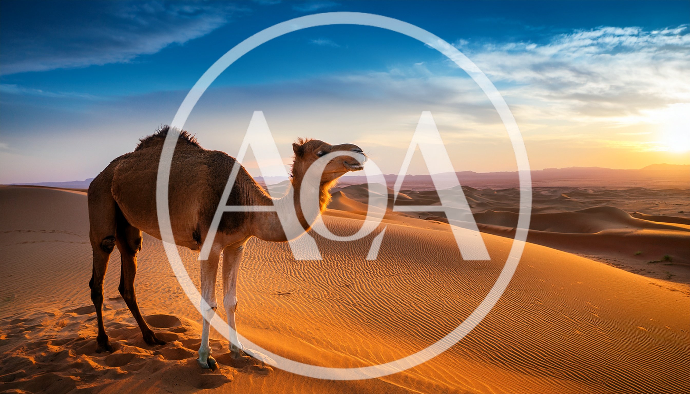 Dromedary Camel Standing On Sahara Desert Sand Dunes