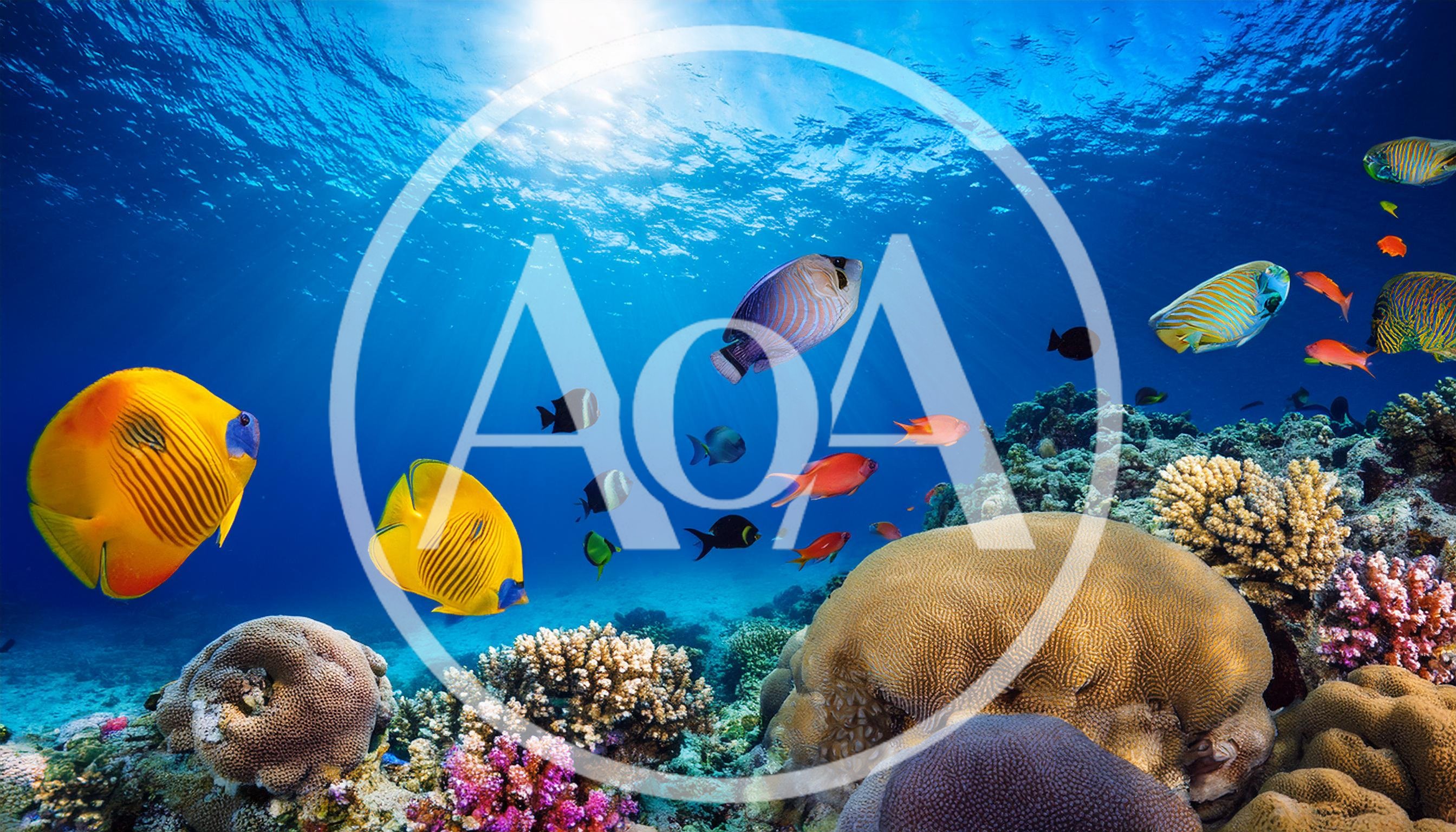 Tropical Fish Swimming Over Vibrant Coral Reef