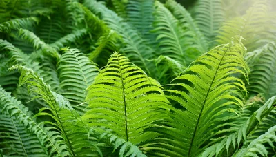 Lush Green Fern Fronds In A Forest