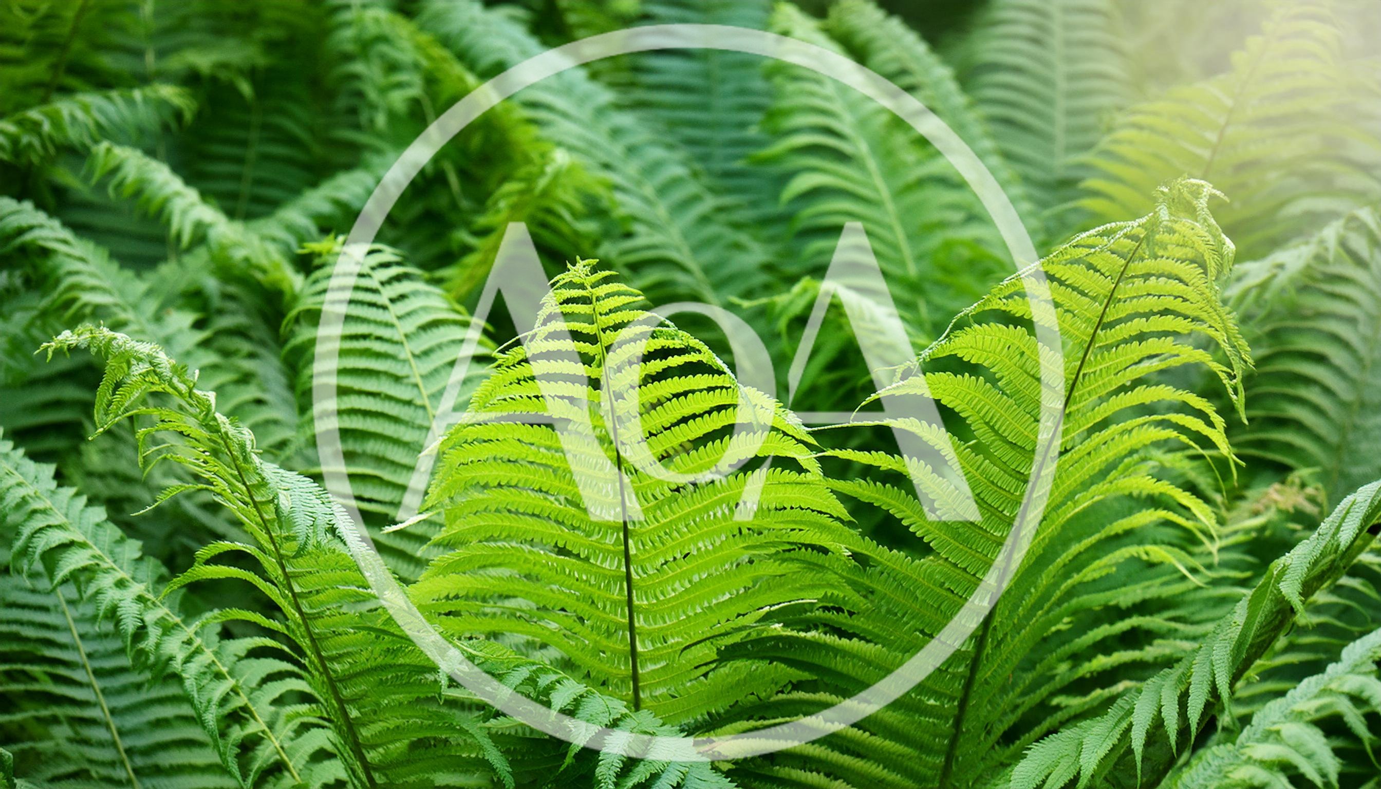 Lush Green Fern Fronds In A Forest