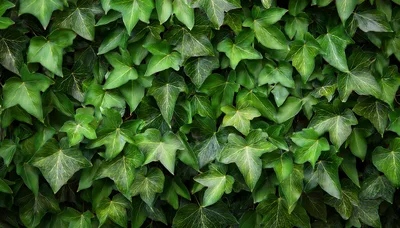 Lush Green Ivy Leaves Covering A Wall