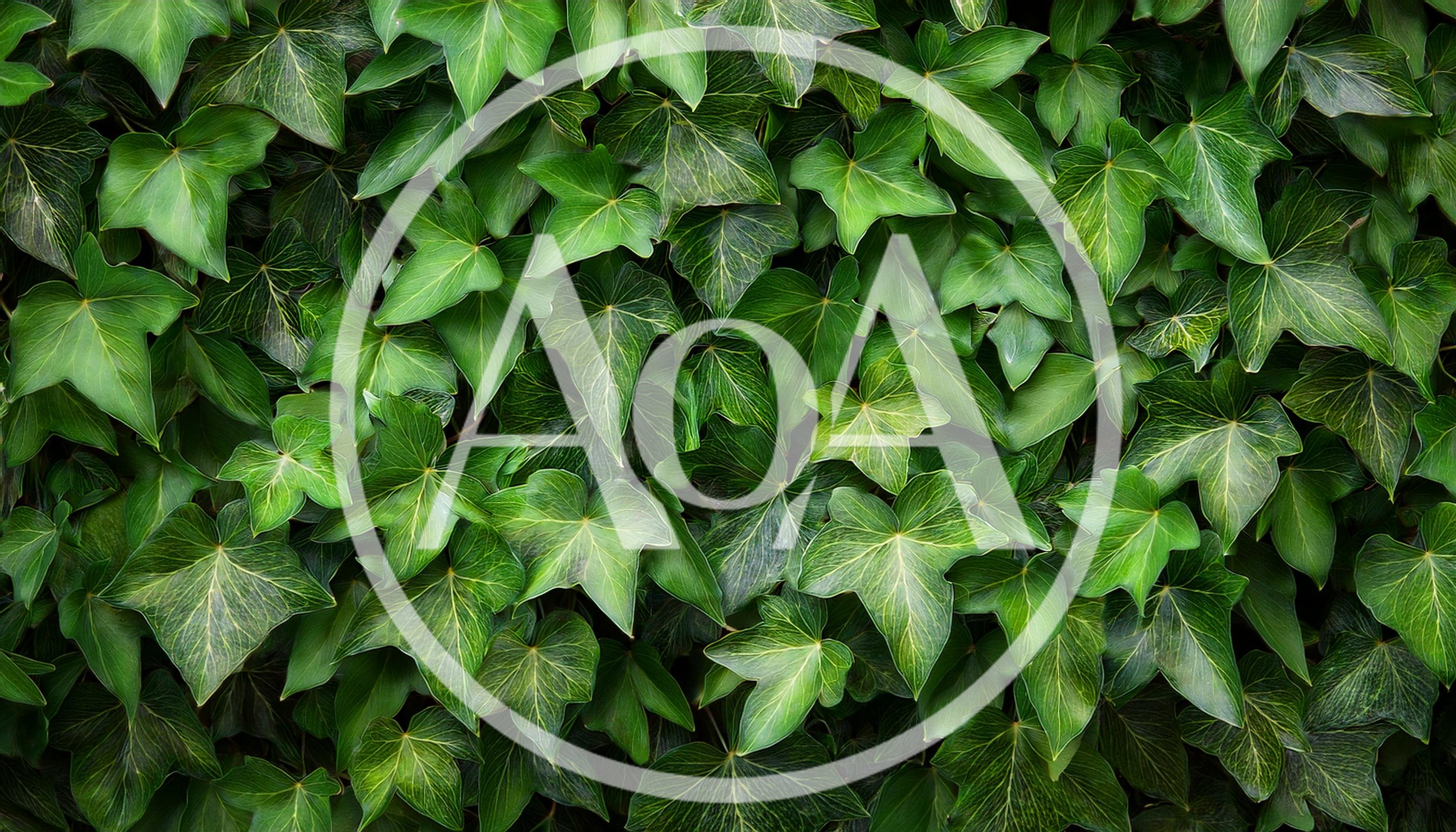 Lush Green Ivy Leaves Covering A Wall