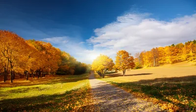 Autumn Path Through A Golden Forest Landscape