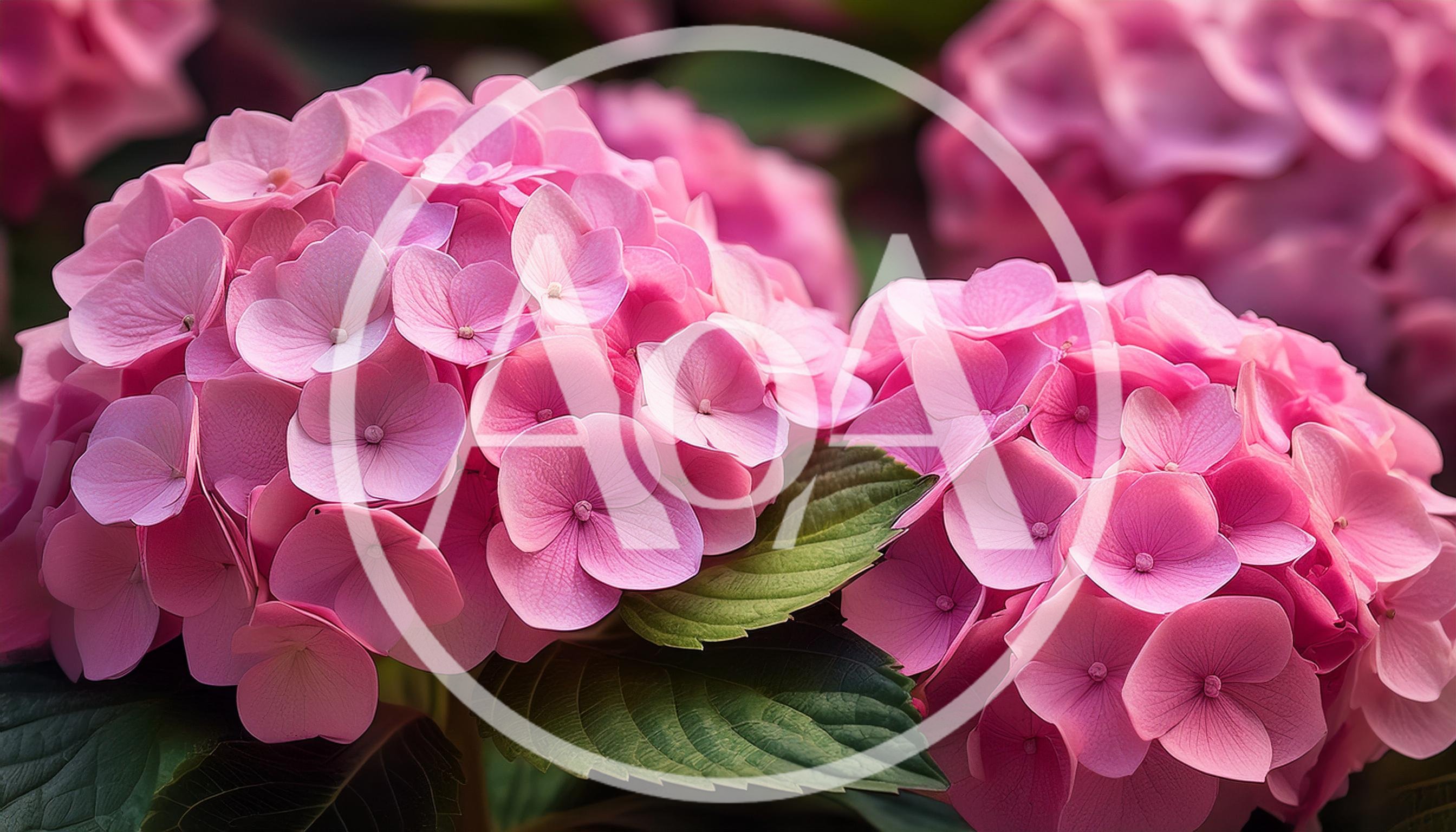 Vibrant Pink Hydrangea Flowers In Full Bloom