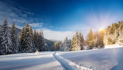 Snowy Forest Path Under Bright Winter Sun