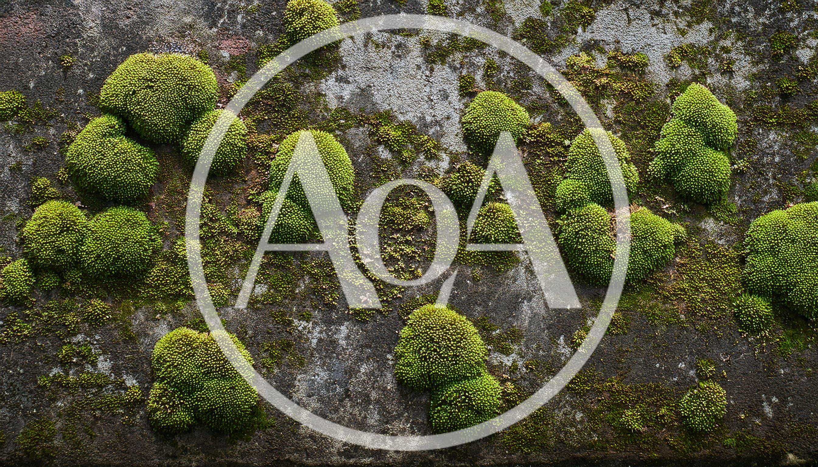 Vibrant Green Moss Growing On Weathered Concrete Wall