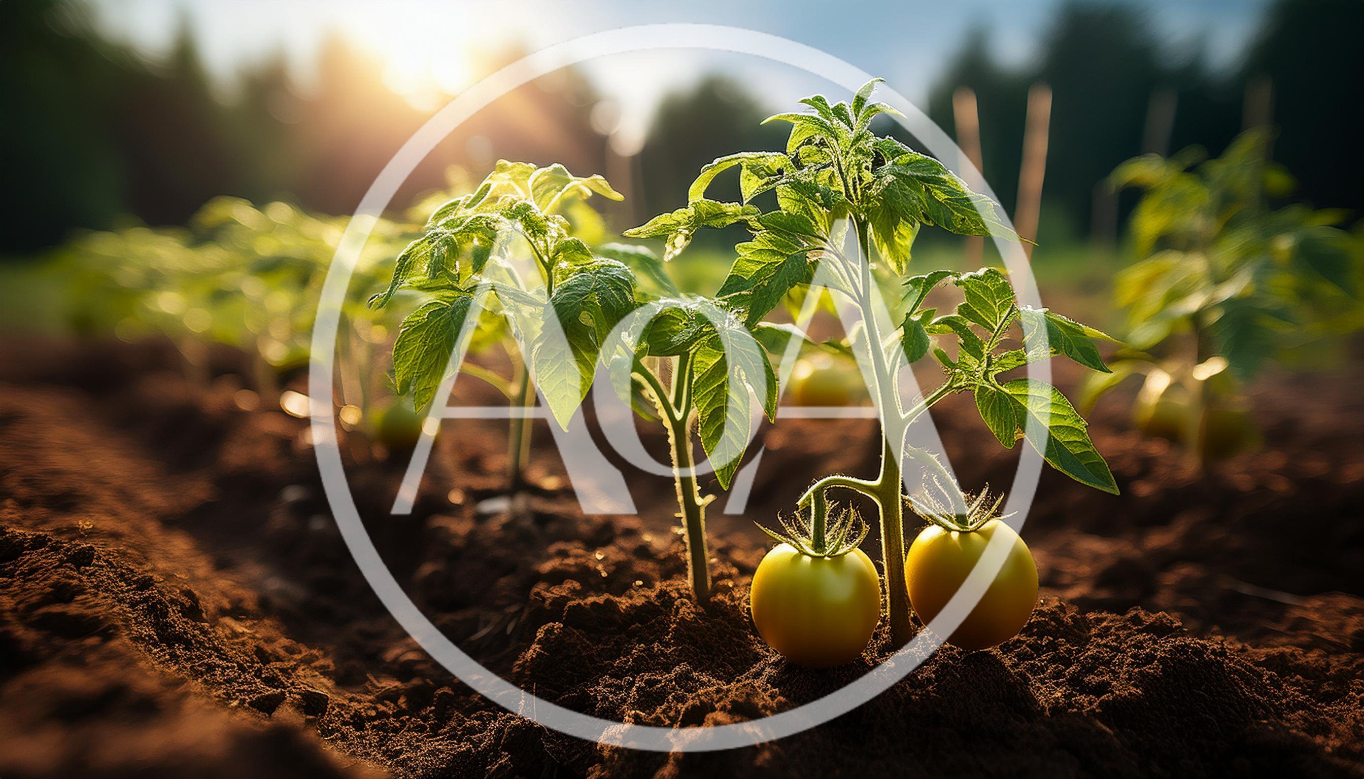 Young Tomato Plants Growing In A Sunny Garden