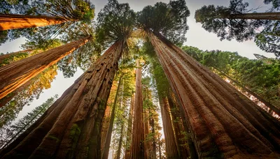 Low Angle View Of Giant Sequoia Trees