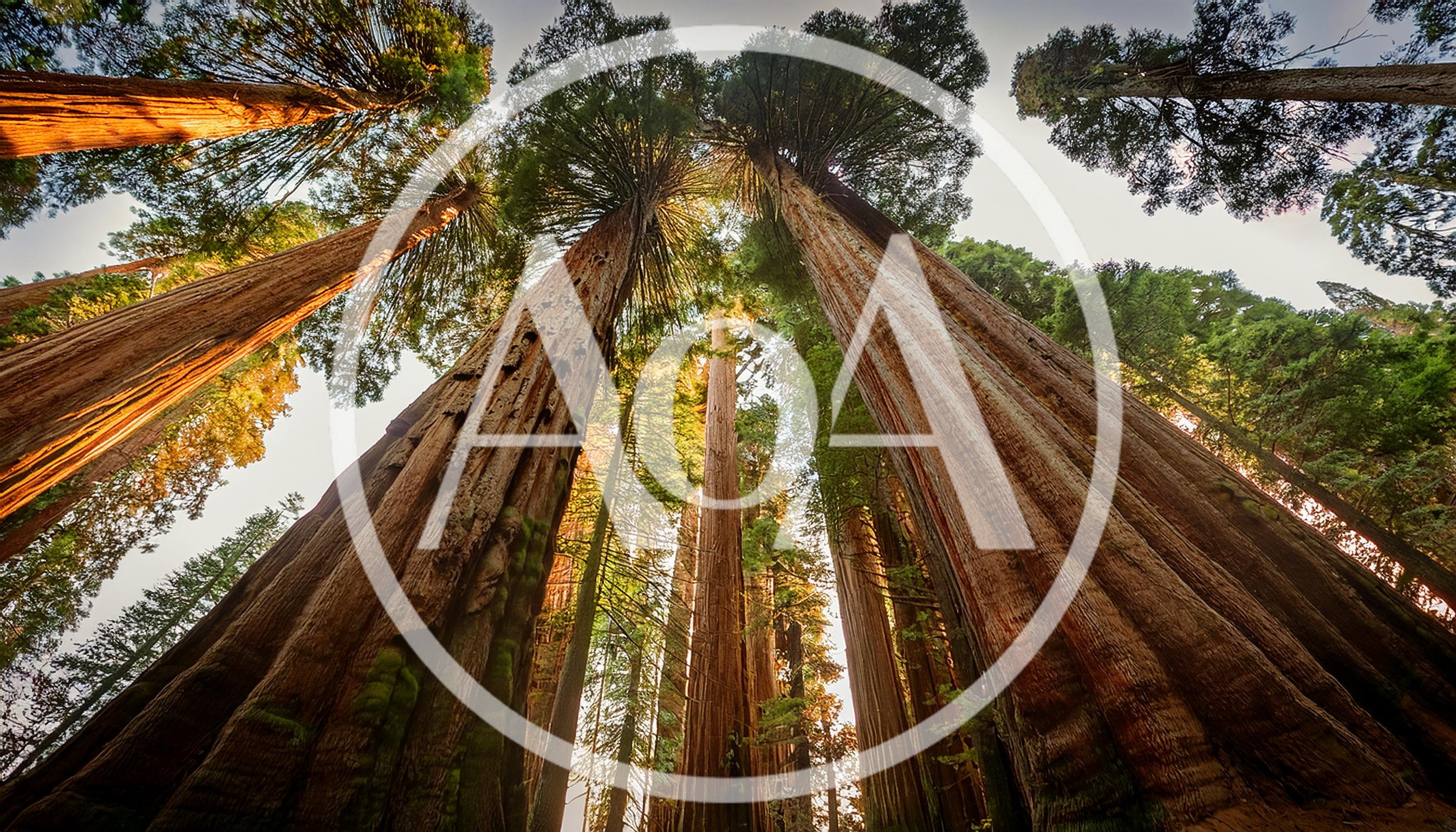 Low Angle View Of Giant Sequoia Trees