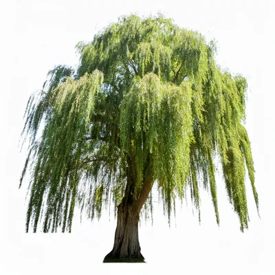 Large Weeping Willow Tree Isolated On White Background