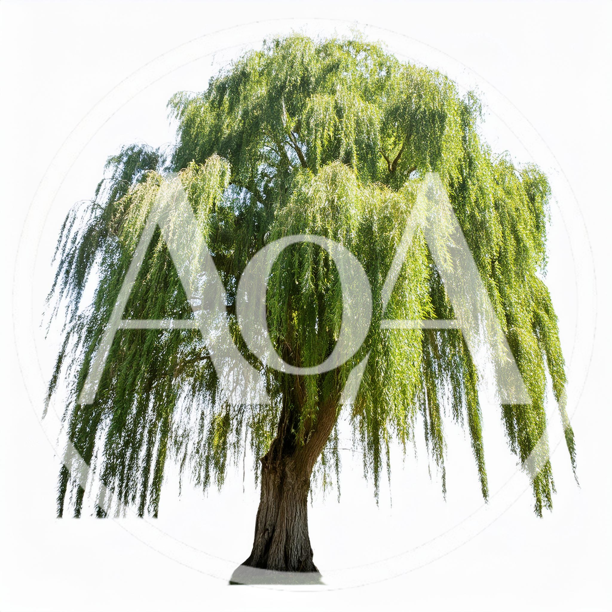Large Weeping Willow Tree Isolated On White Background