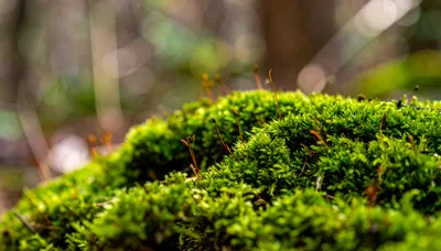 Macro View Of Green Moss With Sporophytes