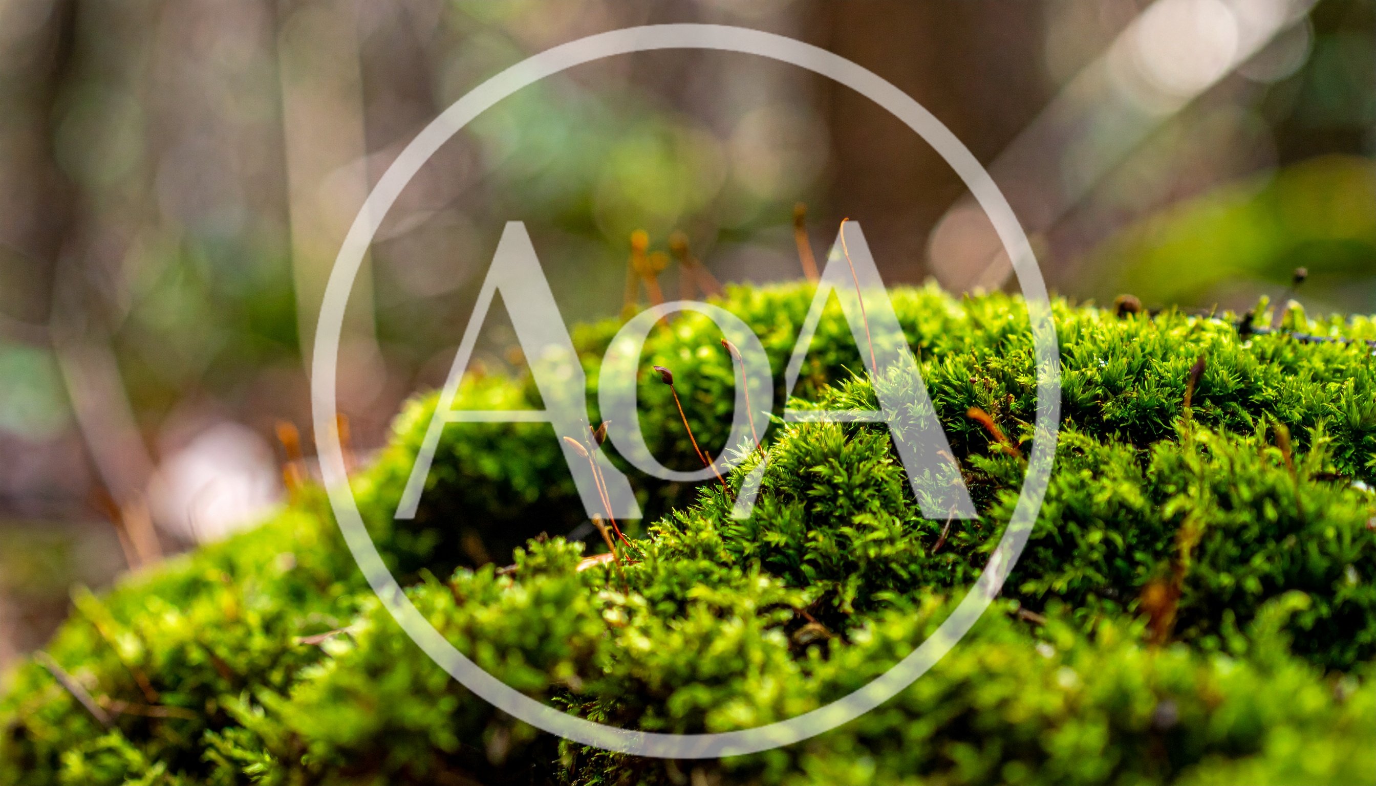 Macro View Of Green Moss With Sporophytes