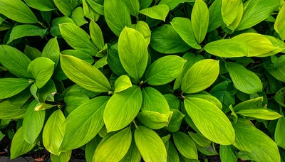Lush Green Turmeric Plant Leaves In A Garden