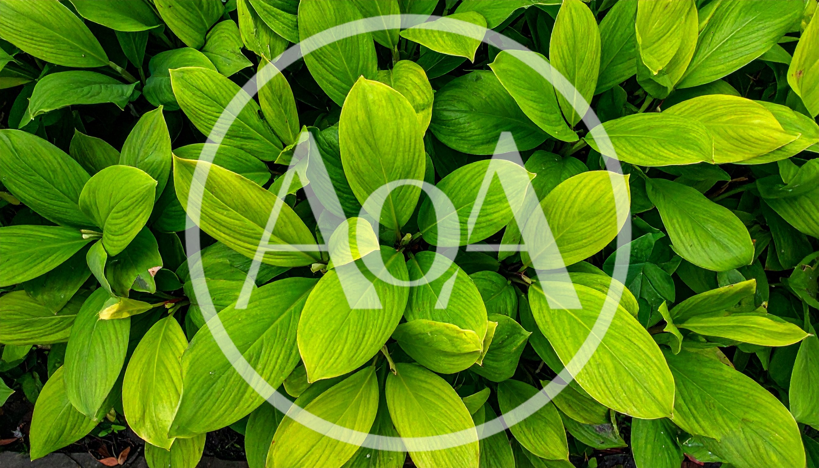 Lush Green Turmeric Plant Leaves In A Garden