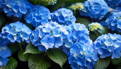 Vibrant Blue Hydrangea Flowers In Full Bloom