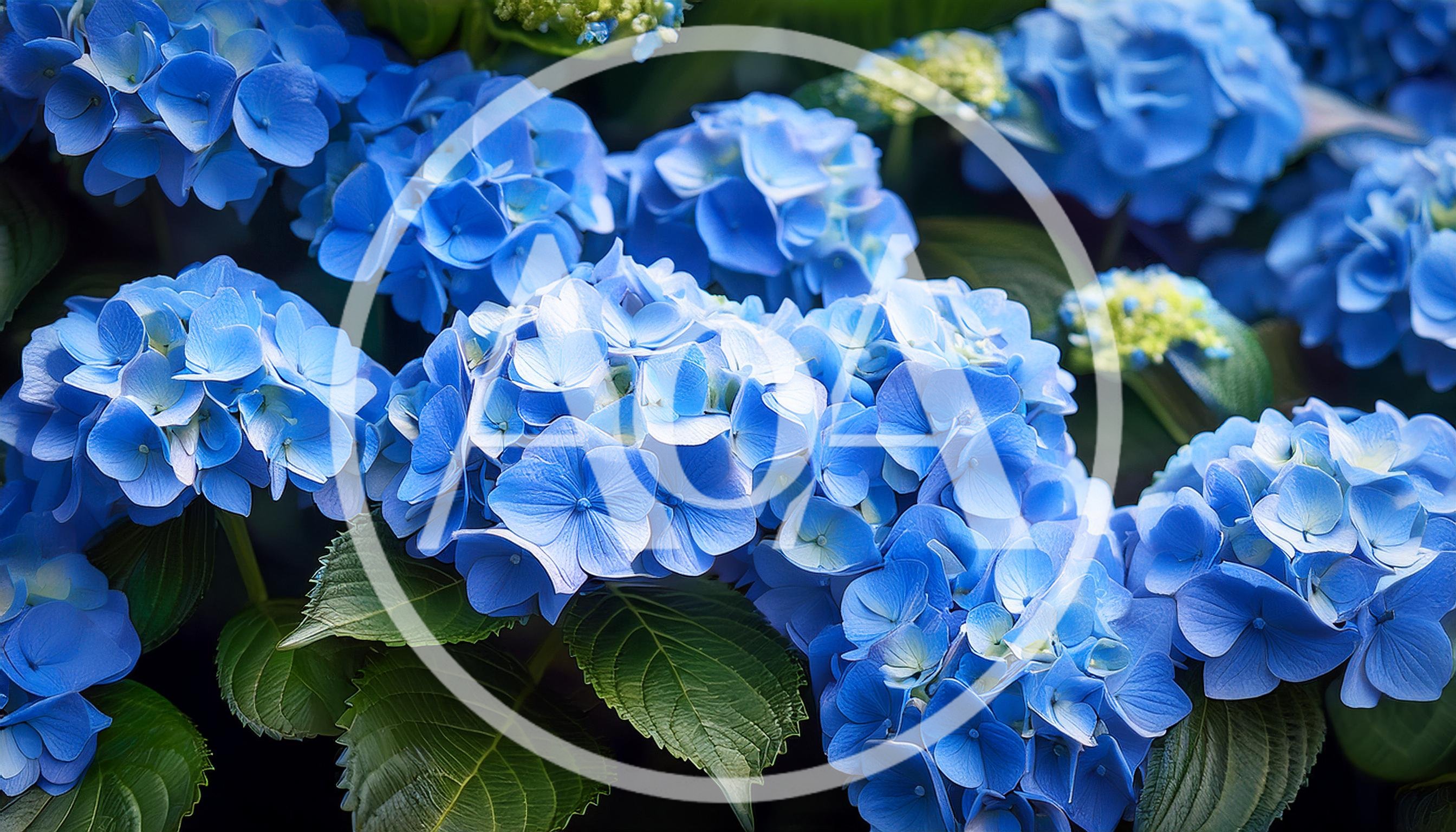 Vibrant Blue Hydrangea Flowers In Full Bloom