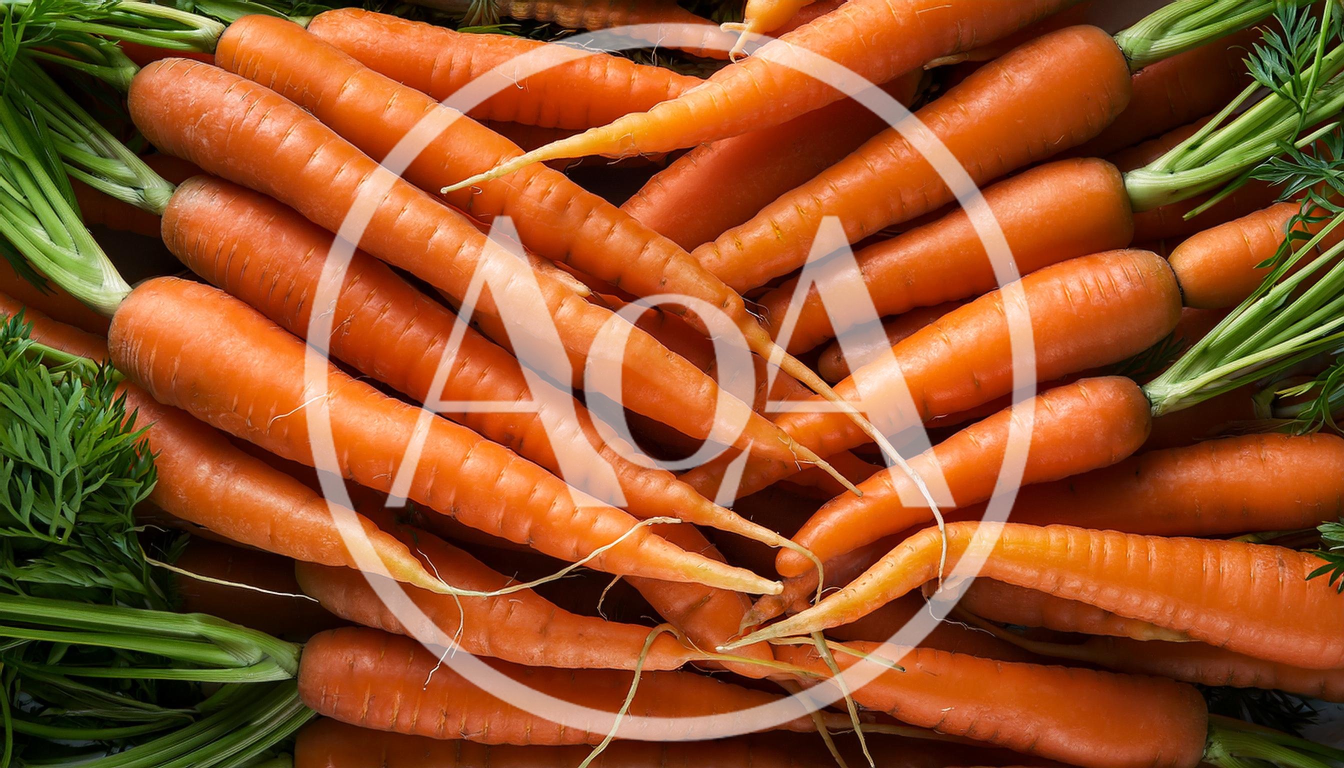 Fresh Organic Carrots With Green Tops