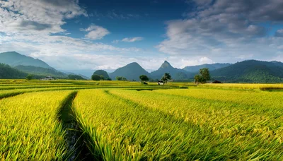 Golden Rice Fields Under A Dramatic Mountain Landscape