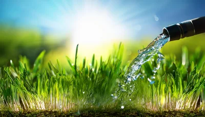 Watering Fresh Green Grass With A Garden Hose