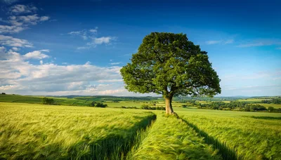 Solitary Oak Tree Standing In A Lush Green Field