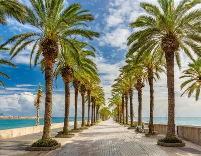 Palm Tree Lined Promenade Along The Mediterranean Sea