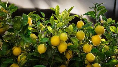 Fresh Ripe Lemons Growing On A Lush Tree