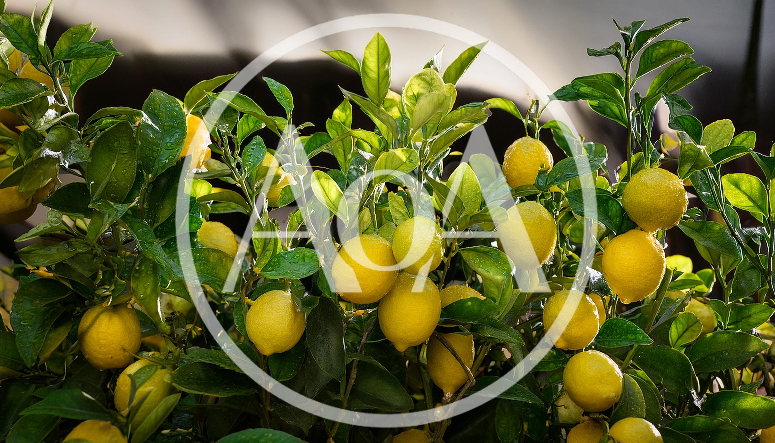 Fresh Ripe Lemons Growing On A Lush Tree