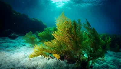 Vibrant Yellow Sea Fan Coral Underwater