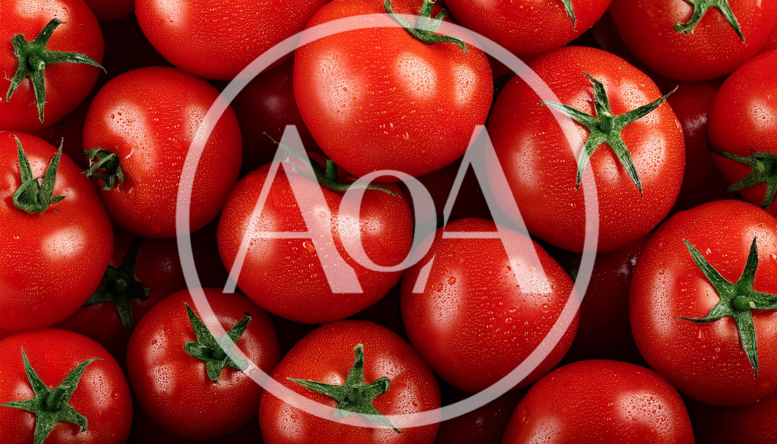 Fresh Red Tomatoes With Water Droplets Background