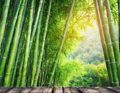 Bamboo Forest View From A Wooden Deck