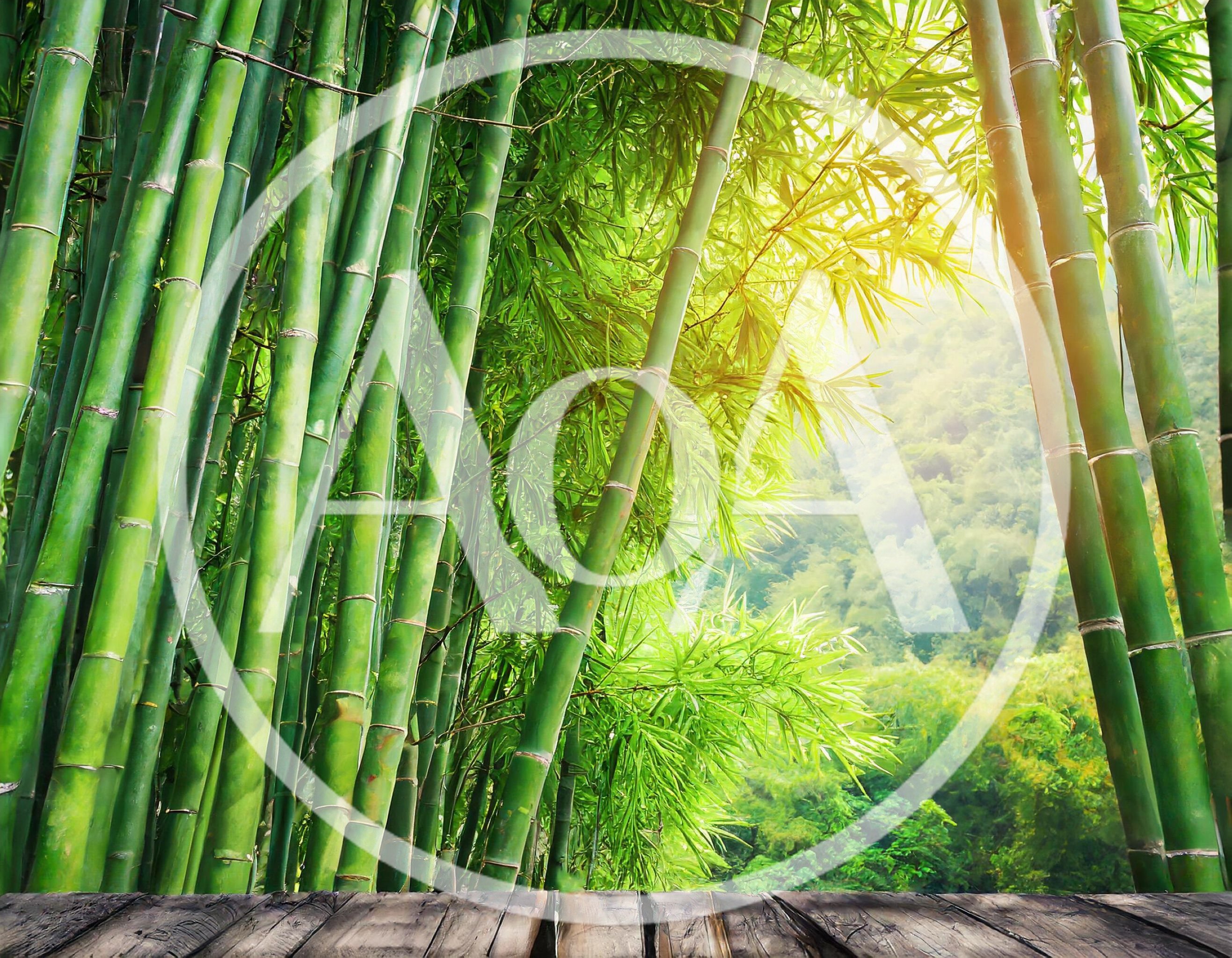 Bamboo Forest View From A Wooden Deck
