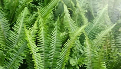 Lush Green Fern Fronds In A Tropical Forest