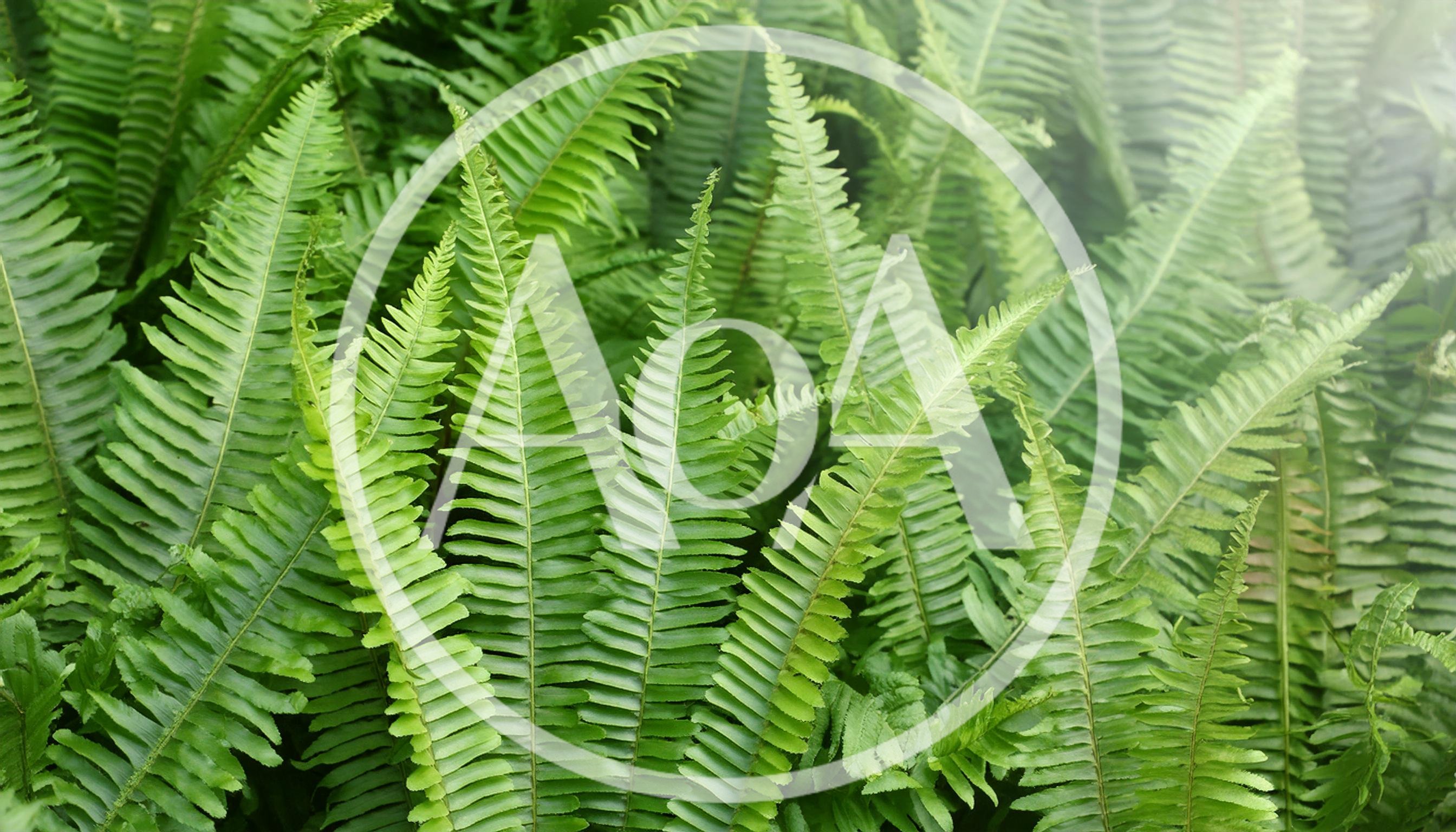 Lush Green Fern Fronds In A Tropical Forest