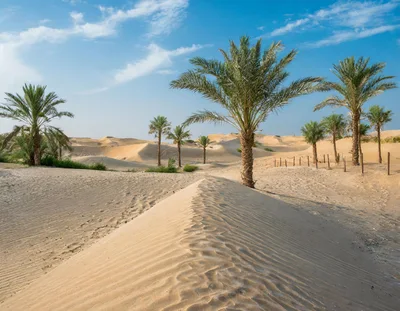 Palm Trees In The Middle Of A Desert Landscape