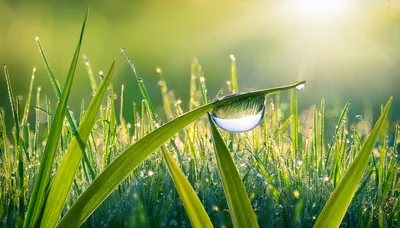 Dew Drop on Green Grass Blade at Sunrise